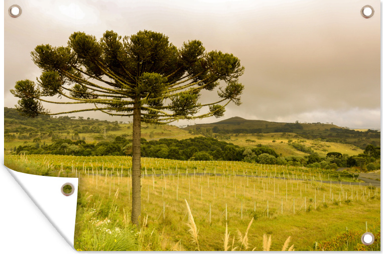 MuchoWow® 90x60 cm Outdoor-Poster Gartendeko Sichtschutz Garten Poster für den Garten Weinberg in São Joaquim 133|38345820