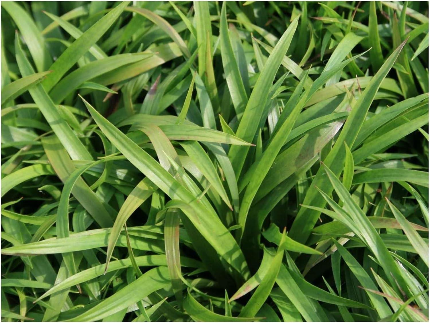 Stauden Gänge 1 x Luzula sylvatica im 1 Liter Topf - Wald-Marbel - Schattenliebende Schönheit, die bleibt - Immergrün / Bodendecker