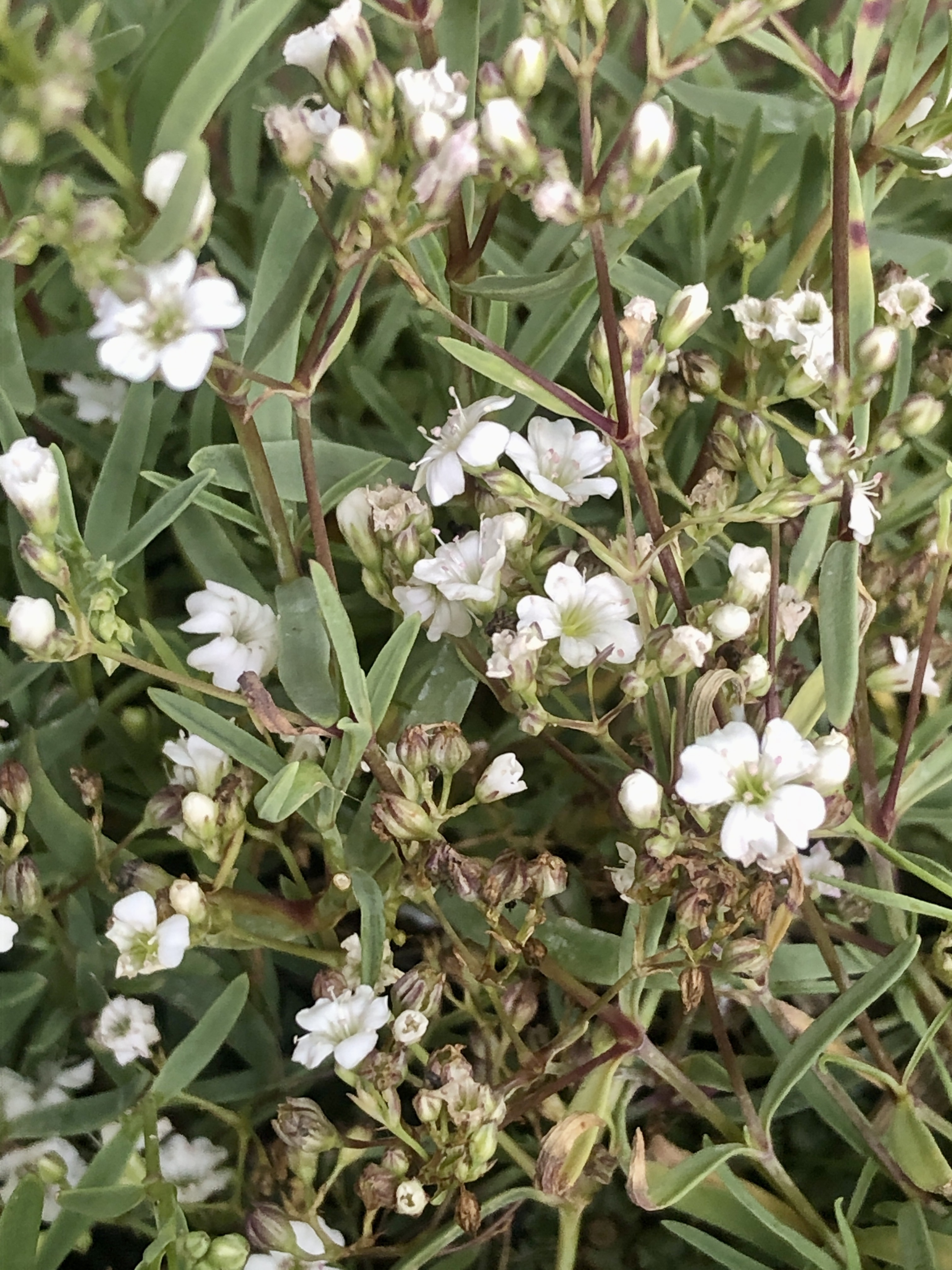 GRDplanten 6 x Gypsophila repens 'Alba' – Schleierkraut - Topf 9x9 cm