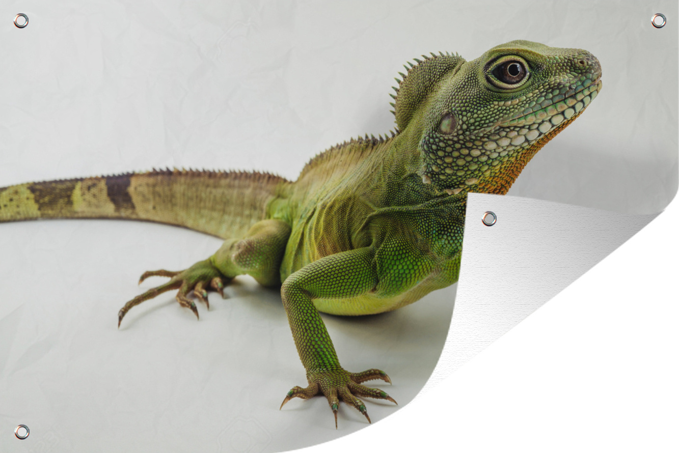 MuchoWow® 60x40 cm Outdoor-Poster Gartendeko Sichtschutz Garten Poster für den Garten Eine grüne Eidechse vor einem weißen Hintergrund 133|1310485