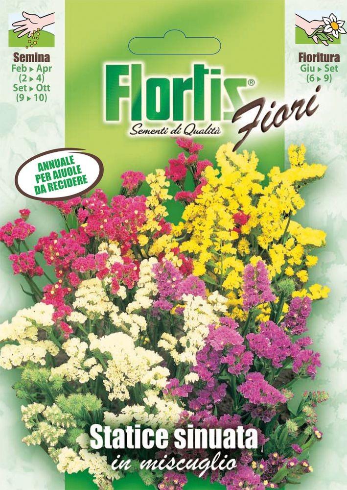 Strandflieder Mischung | Strandfliedersamen von Flortis 4351180-FL