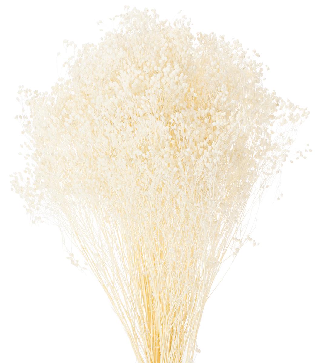 Viana Dekorative Trockenblumenstrauß Broom Bloom für vielseitige Blumendekorationen 4009P001