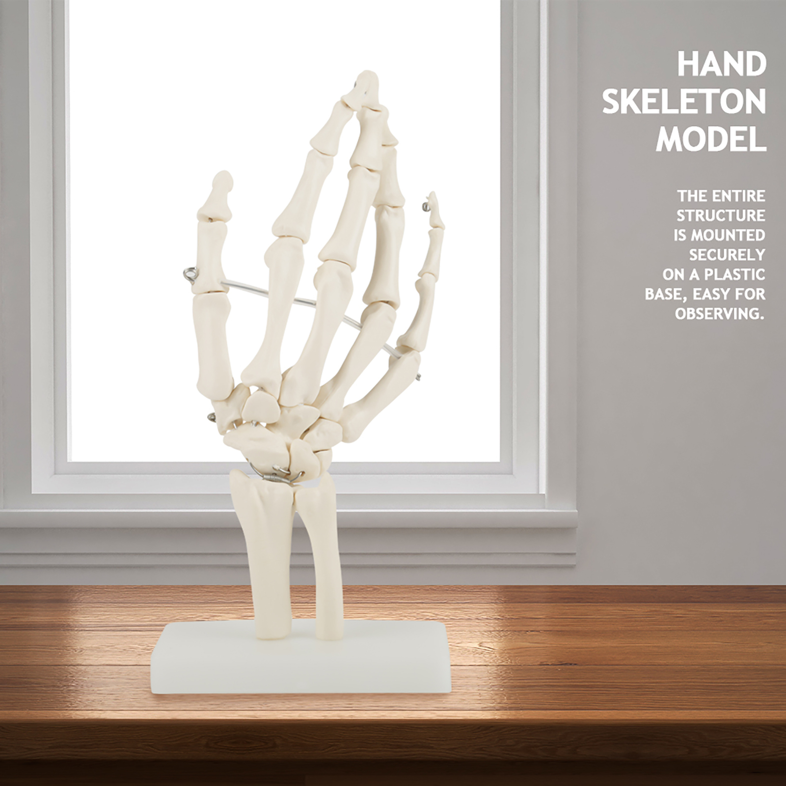 Cocosity Hand Skelett Modell,Medizinisches Hand Skelett,Medizinisches Hand Modell,Anatomisches Hand Modell,Anatomisches Hand Skelett