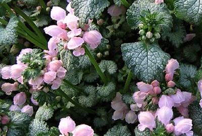 GRDplanten 6 x Lamium mac. 'Roseum' (carneum') - Taubnessel - Topf 9 x 9 cm