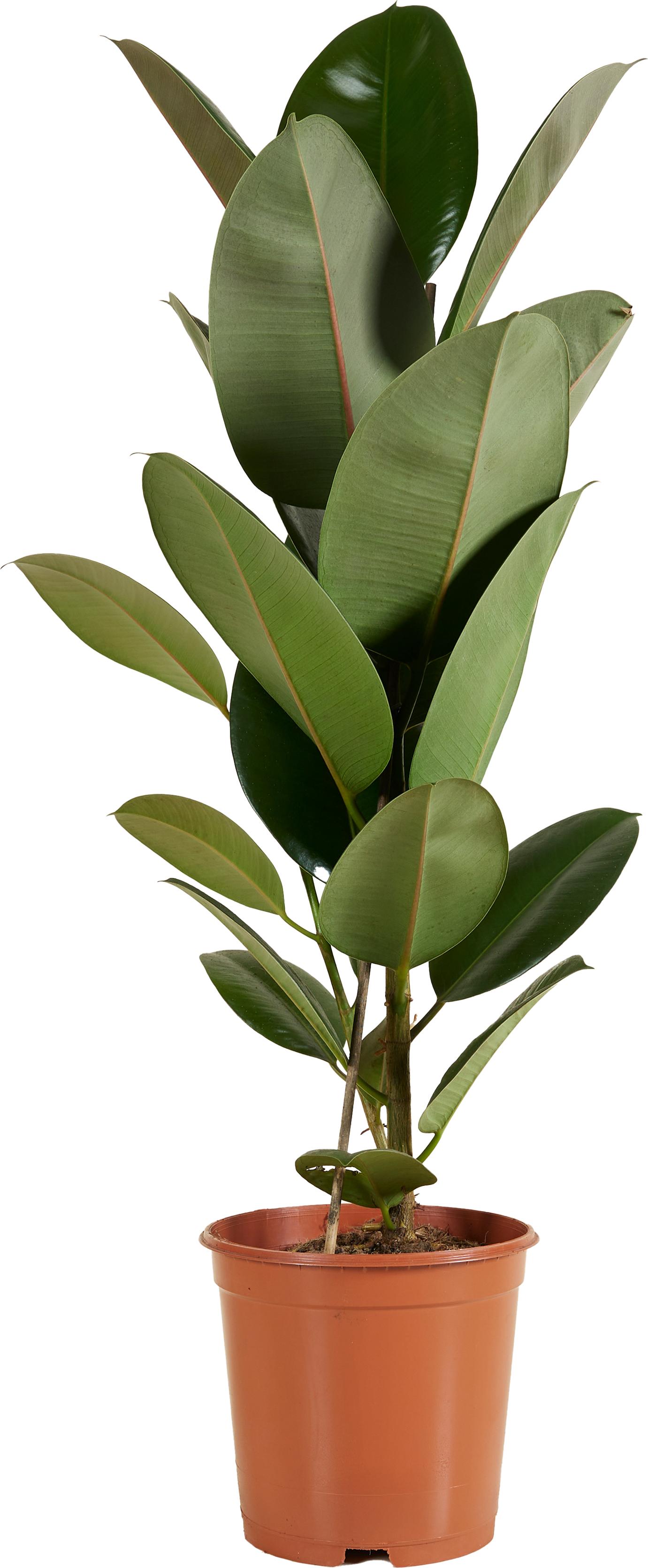 albo monstera Monstera deliciosa var. borsigiana 'Albo Variegata' – Garden Treasures  Nursery