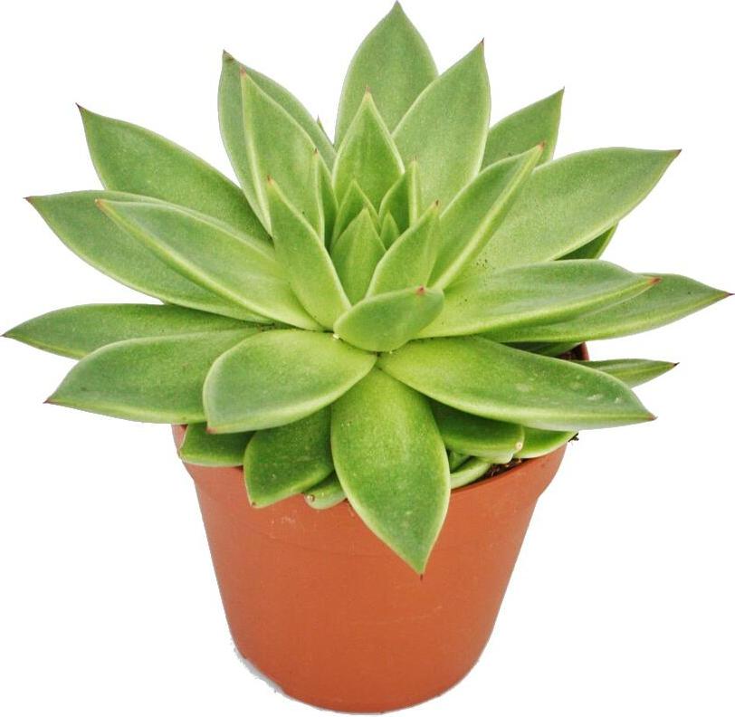 Exotenherz Echeveria agavoides - große Pflanze im 12cm Topf 17122012173