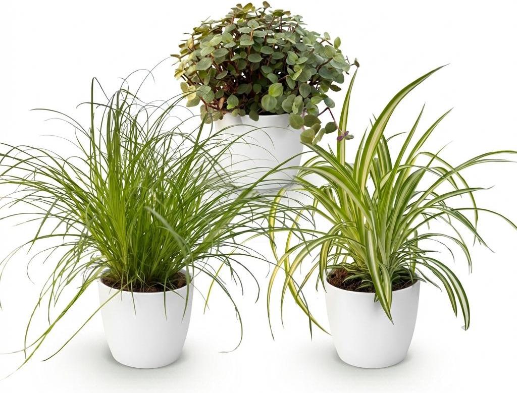 Oasis of Life Zimmerpflanzen Mix 3er Set Cyperus Calissia Chlorophytum Mit Weißem Topf Ø12cm