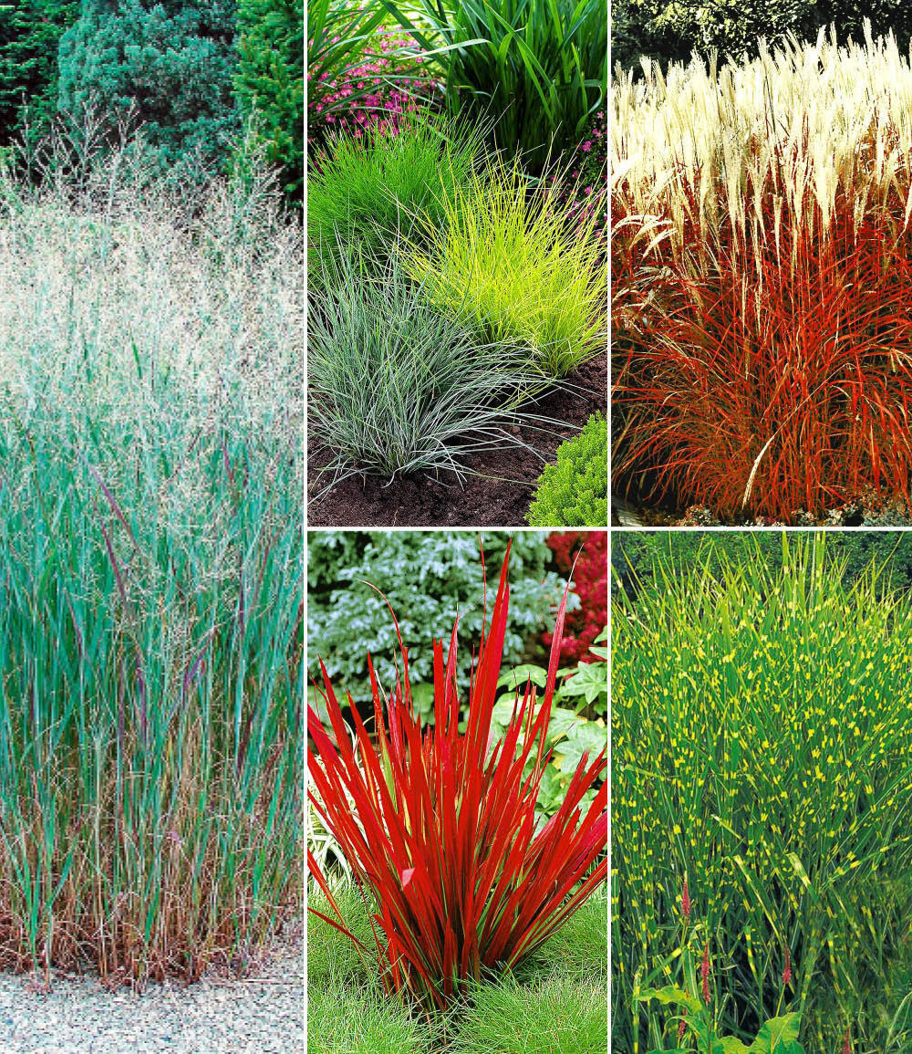 Baldur-Garten BALDUR Garten 9er Winterhartes Gräserbeet, Pflanzen im 9x9 cm-Topf, für 2-3 qm, Ziergras Red Baron, Zebragras, Ziergras Heavy Metal, Ziergras Indian Summer, etc., winterharte Stauden, mehrjährig