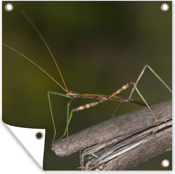 MuchoWow® 50x50 cm Outdoor-Poster Gartendeko Sichtschutz Garten Poster für den Garten Eine Stabheuschrecke sitzt auf einem Stock 133|3740333