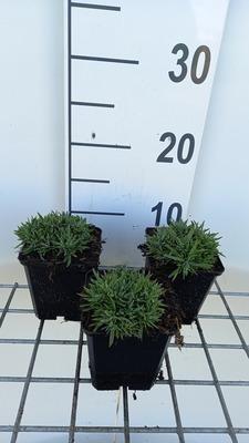 GRDplanten 6 x Dianthus grat. 'Pink Jewel' - Nelke - Topf 9 x 9 cm