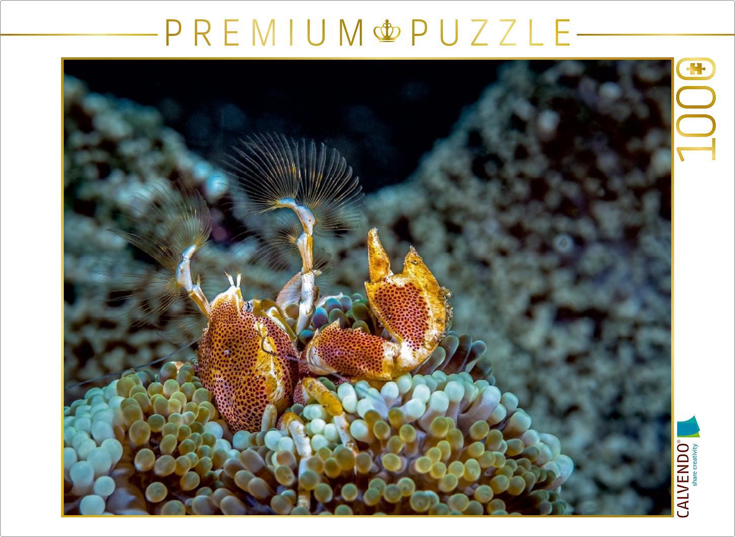 Calvendo Puzzle Anemonenkrebs 1000 Teile Lege-Größe 64 x 48 cm Foto-Puzzle Bild von Dieter Gödecke, 1000 Stück(e), andere, 14 Jahr(e)