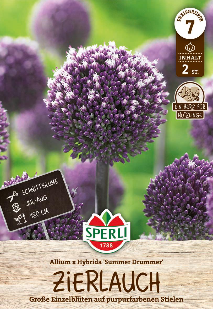 Sperli GmbH Zierlauch Summer Drummer (2 Stück) | Zierlauchzwiebeln von Sperli 460445