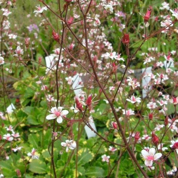 Arborix, grüner und billiger 6 x Schildersverdriet - Saxifraga urbium 'Variegata' | Topf 9cm x 9cm SAUVARIE-113