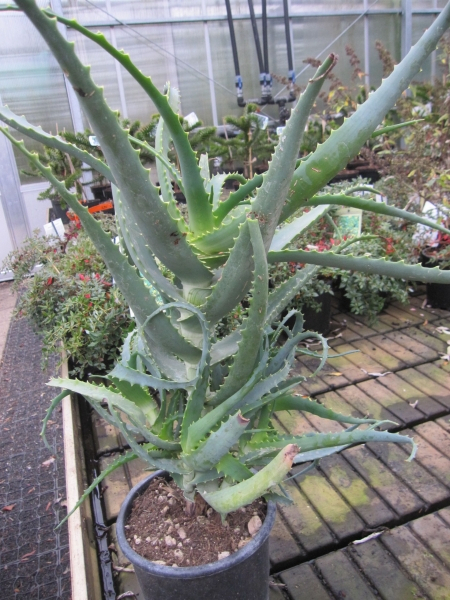 Baumschule Aloe arborescens - Baum-Aloe - 40-60cm