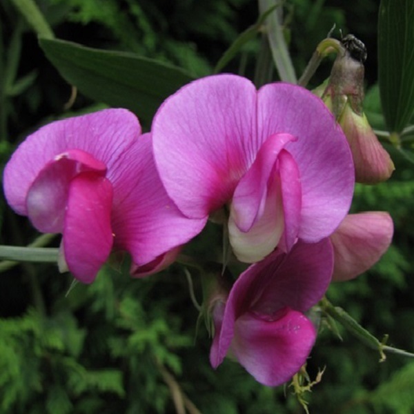 Arborix, grüner und billiger 6 x Platterbse Rote Perle - Lathyrus latifolius 'Red Pearl' | Topf 9cm x 9cm LALRPEAR-113