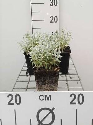 GRDplanten 6 x Cerastium tom. 'Columnae' ('album') - Hornblume - Topf 9 x 9 cm