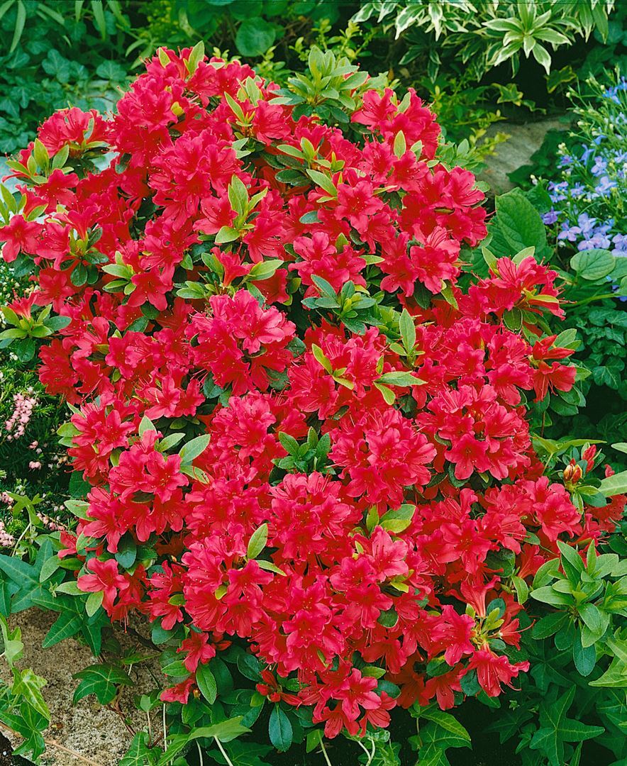 Pflanzen-für-dich.de Rhododendron obtusum 'Geisha Red', Azalee, leuchtend rot, 20–25 cm