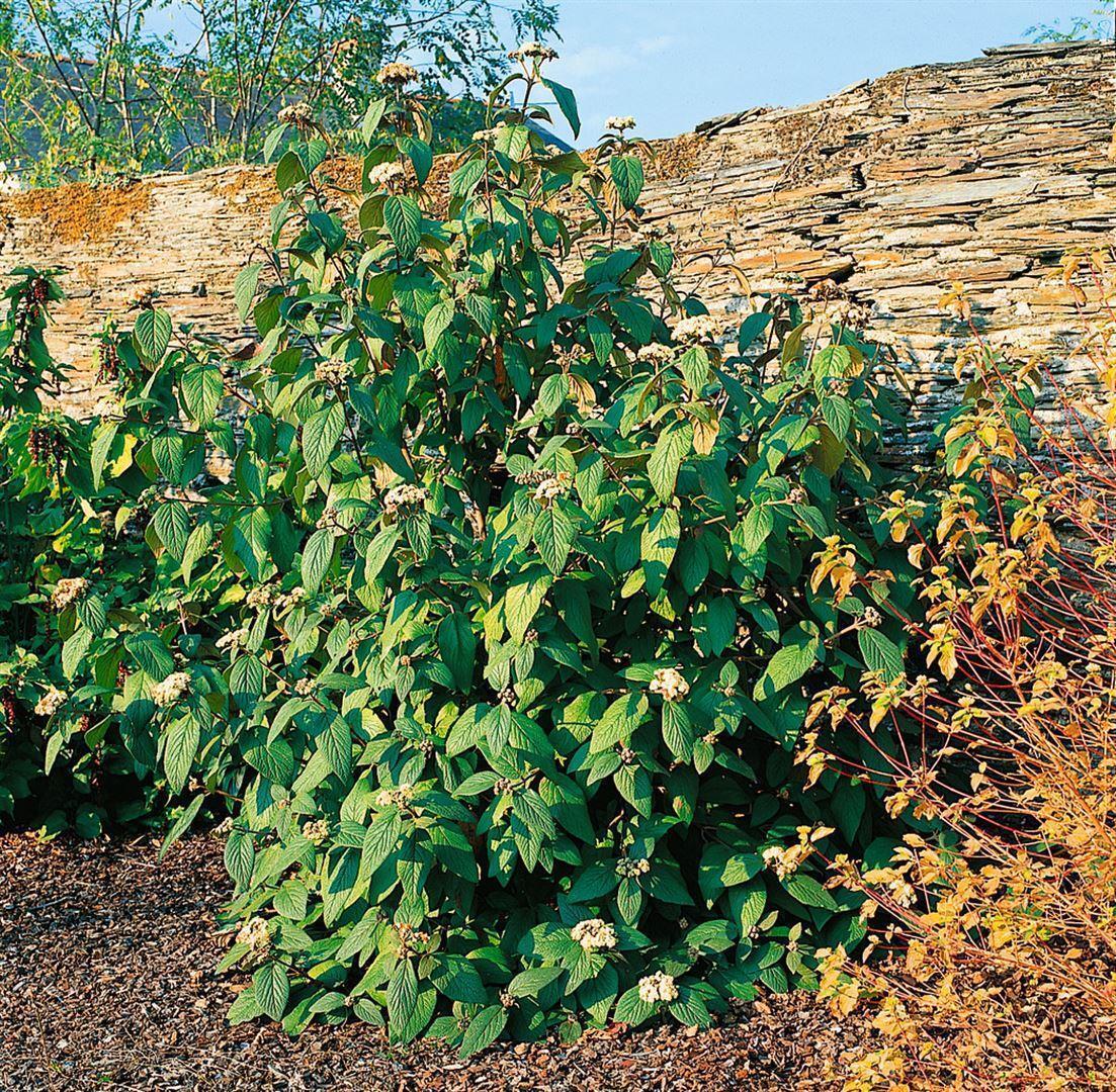 Pflanzen-für-dich.de Viburnum rhytidophylloides 'Willowwood', 60–80 cm, immergrün