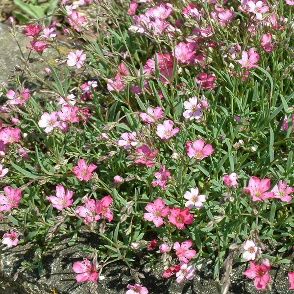 Arborix, grüner und billiger 6 x Schleierkraut - Gypsophila 'Rosenschleier' | Topf 9cm x 9cm GYROSENS-113