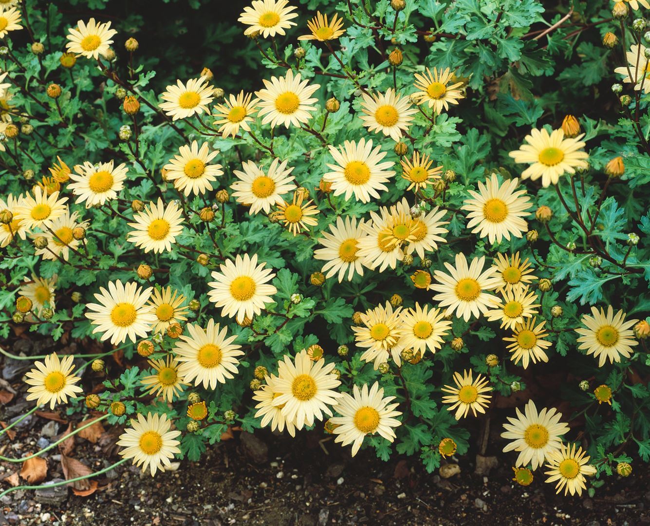Pflanzen-für-dich.de Chrysanthemum Arcticum-Hyb. 'Schwefelglanz', schwefelgelb, ca. 9x9 cm Topf