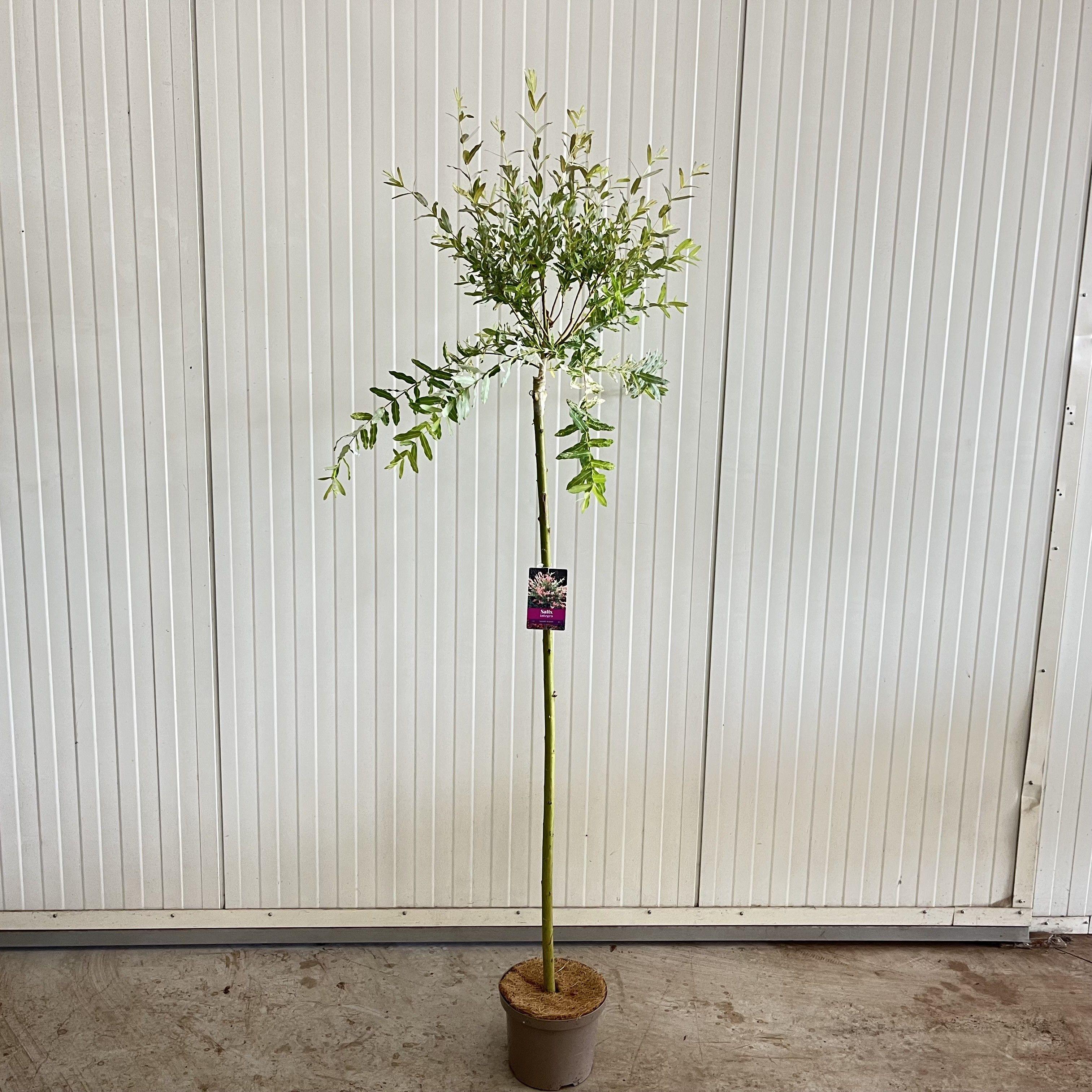 GRDplanten Salix integra 'Hakuro Nishiki' - Weide | 120 cm im Topf
