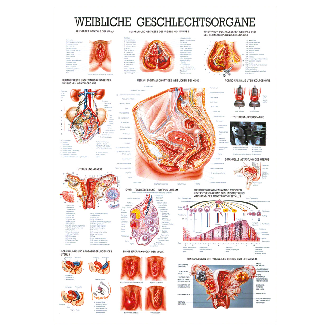 Weibliche Geschlechtsorgane Lehrtafel Kauflandde 