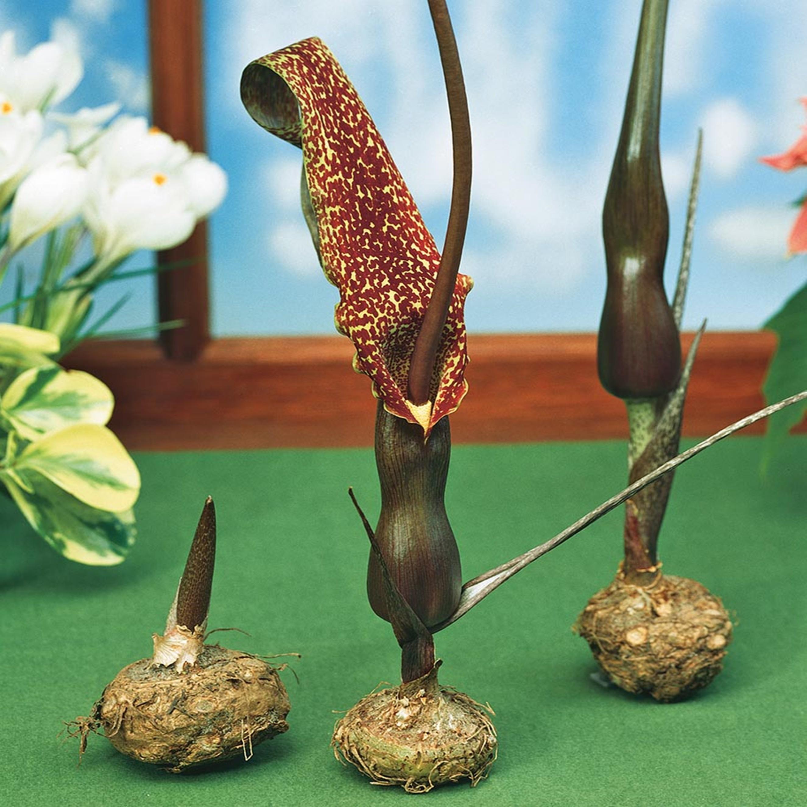 Benex Sauromatum mehrjährig Sauromatum Venosum Eidechsenwurz Voodo Lily 1 St.