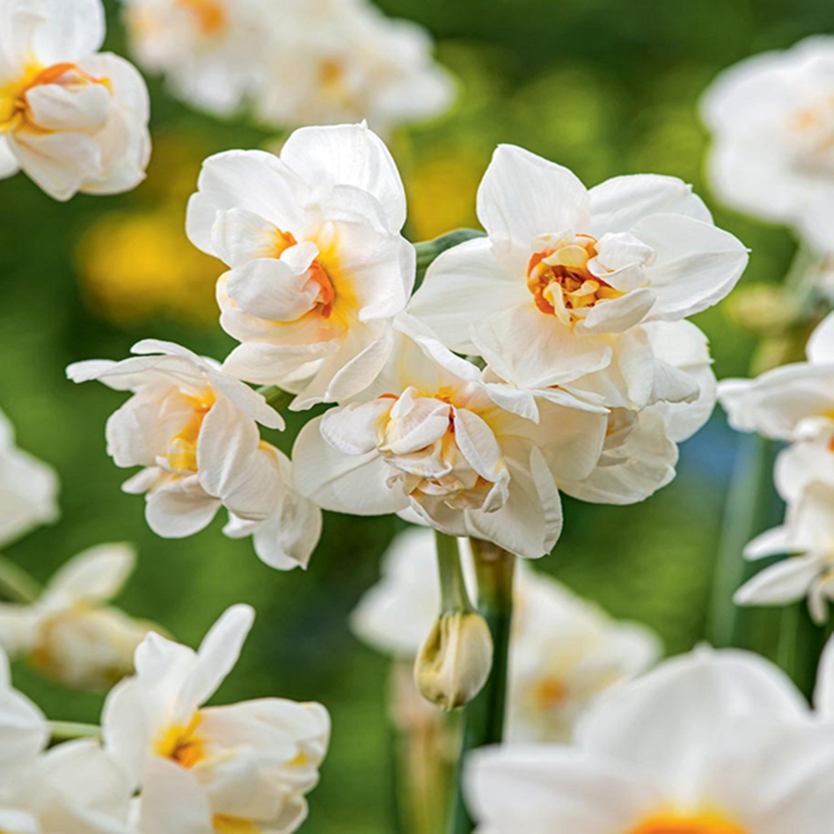 Benex Narzissen Blumenzwiebeln Zwiebeln Blumen Gefüllte Narzisse Abba 5 St.