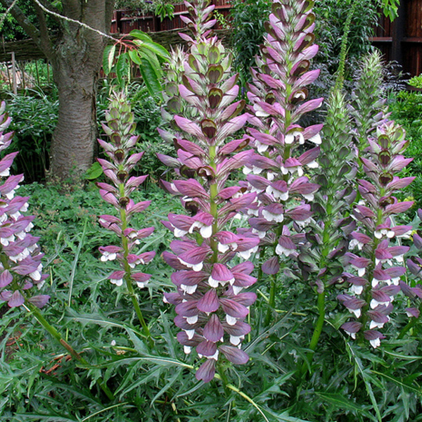 Arborix, grüner und billiger 6 x Stacheliger Bärenklau - Acanthus spinosus | Topf 9cm x 9cm ACSPINOS-113