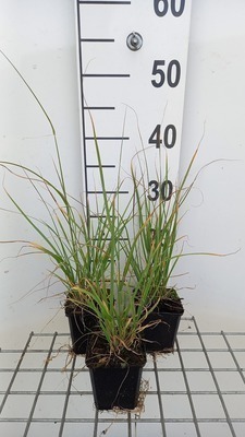 GRDplanten 6 x Muhlenbergia rigens - Pfeifengras - Topf 9 x 9 cm