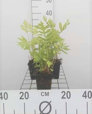 GRDplanten 6 x Onoclea sensibilis - Sensibler Perlfarn - Topf 9 x 9 cm