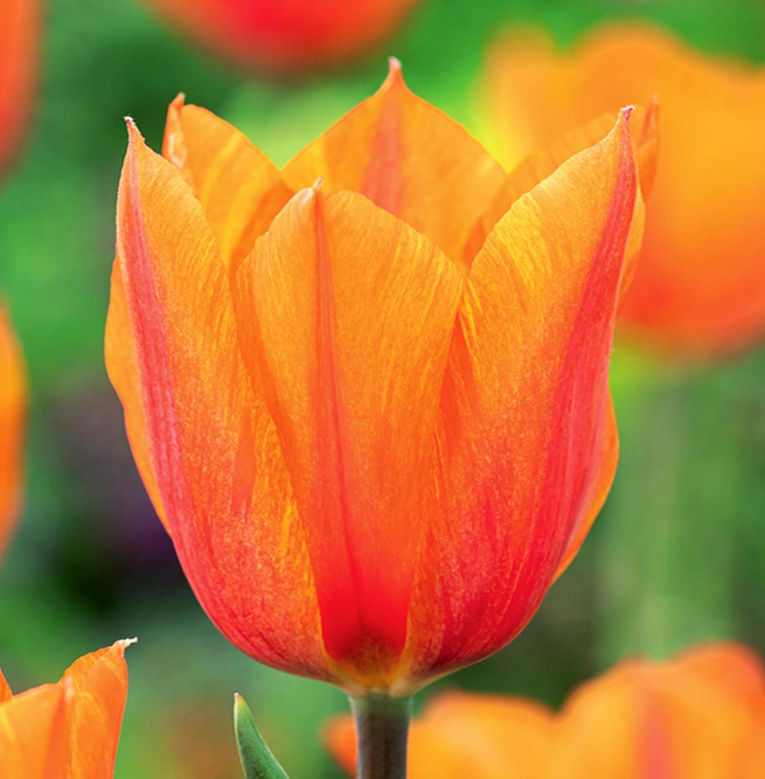 Benex Tulpen Blumenzwiebeln Zwiebeln Blumen Tulpenzwiebeln Tulpe El Nino 5 St.