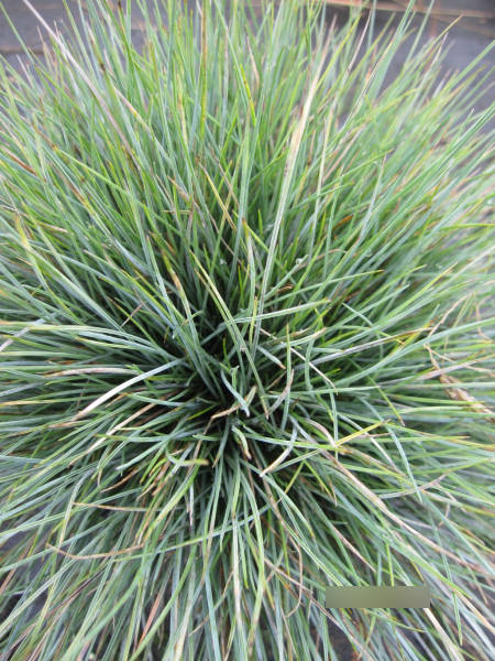 Baumschule Blau-Schwingel Elijah Blue - Festuca glauca Elijah Blue