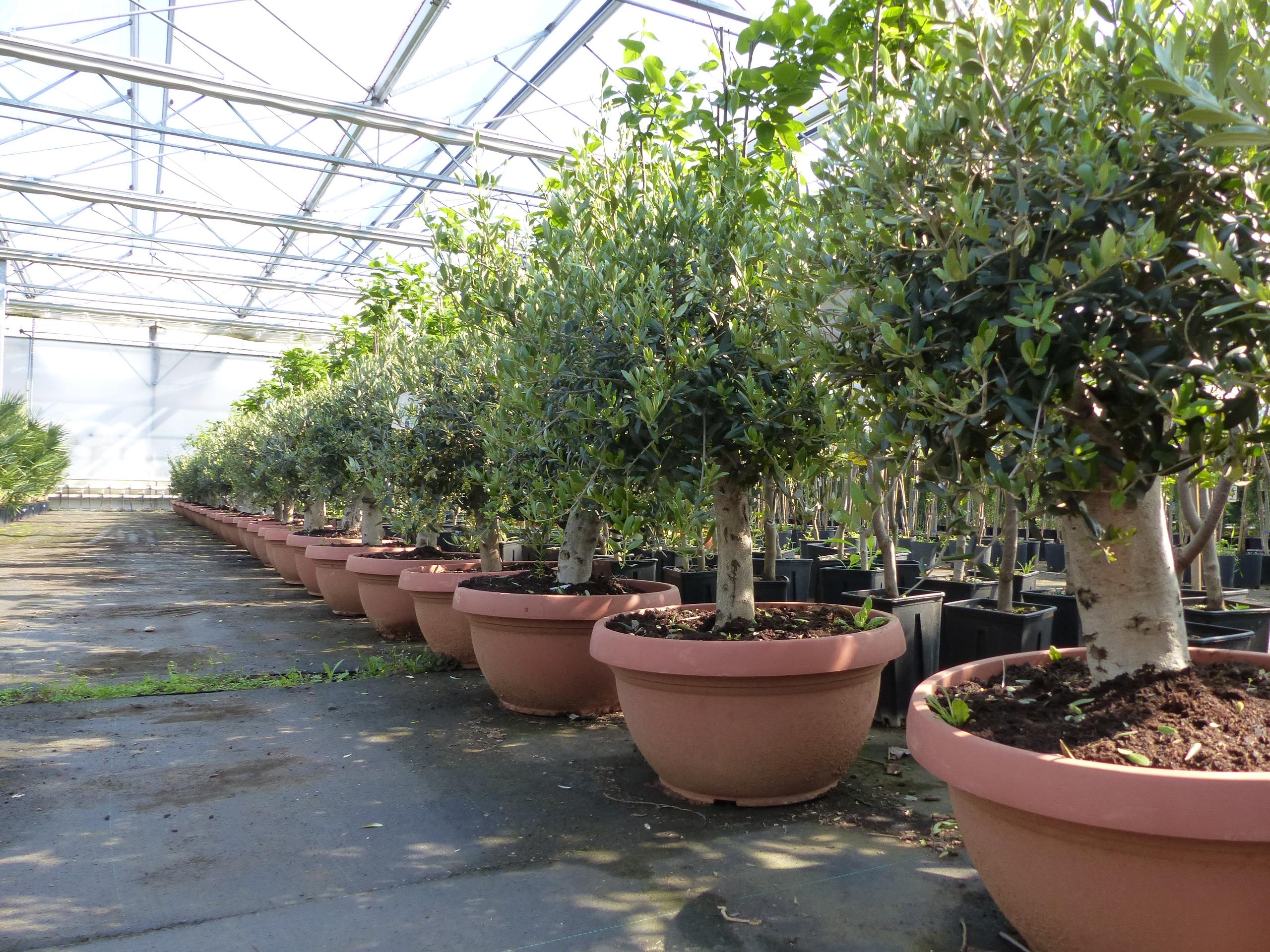 Olivenbaum Bonsai 100 - 120 cm Formgehlz, Olive