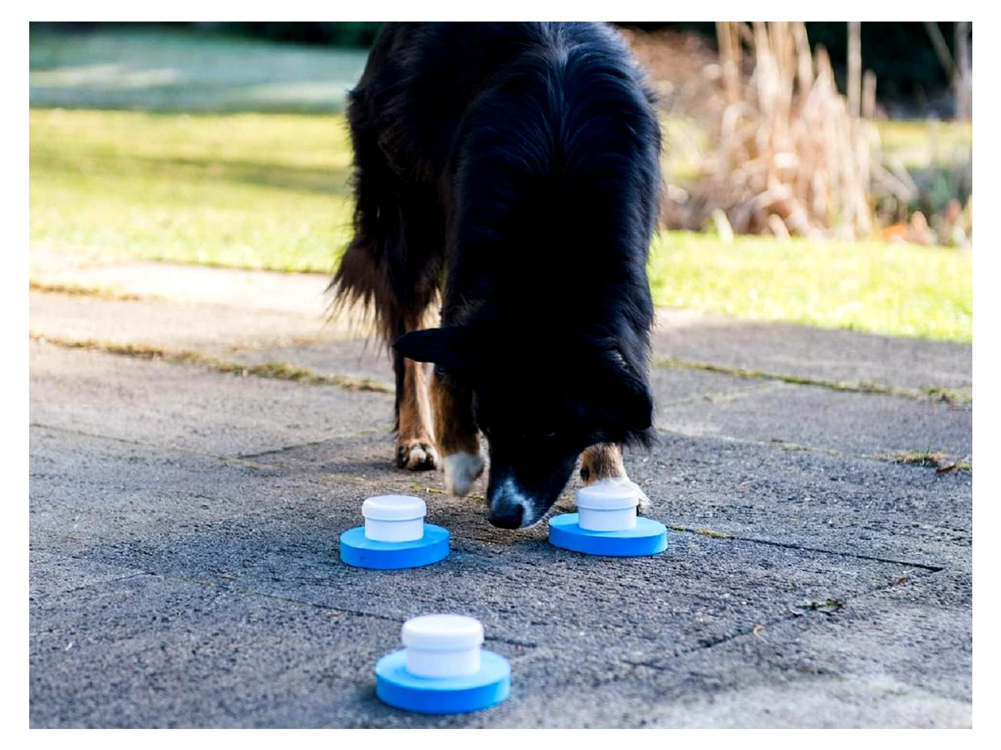 Markenlos Fährtensuche für Hunde, Schnüffelspiel, Fährtensuchtraining, Hundetraining