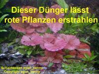 Mühlan Wasserpflanzen 500 ml Wasserpflanzendünger für 3.000 l Aquarium 36