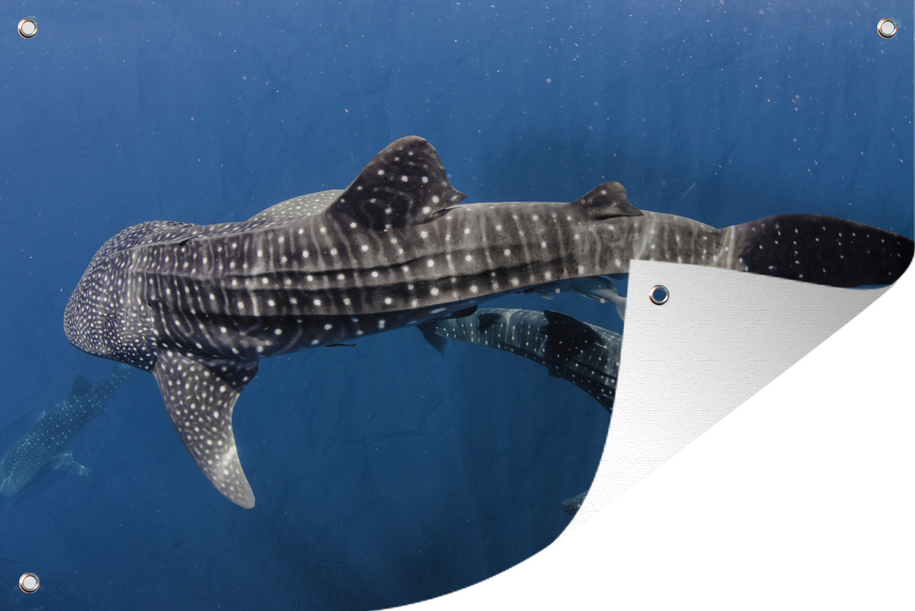 MuchoWow® 60x40 cm Outdoor-Poster Gartendeko Sichtschutz Garten Poster für den Garten Zwei Walhaie 133|1328906