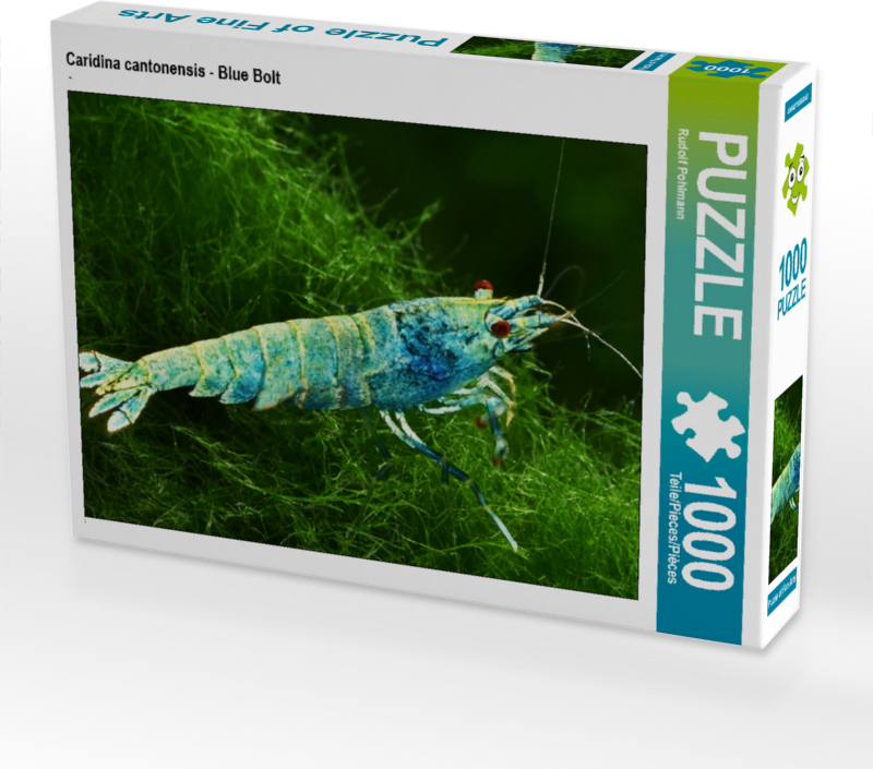 CALVENDO Puzzle Caridina cantonensis - Blue Bolt | 1000 Teile Lege-Größe 64x48cm Foto-Puzzle für glückliche Stunden
