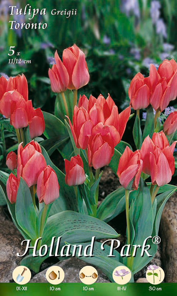 Mehrfarbige Tulpe Toronto (5 Stück) | Tulpenzwiebeln von Holland Park 227963-hp