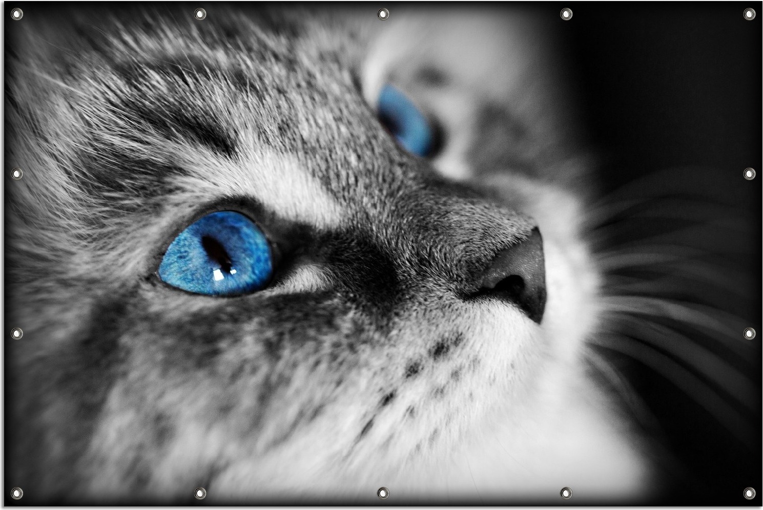 Wallario Outdoor-Poster für Garten oder Balkon, Motiv Schwarz-weiß getigerte Katze mit leuchtend blauen Augen, in ca. 120 x 180 cm goban5543s-120180