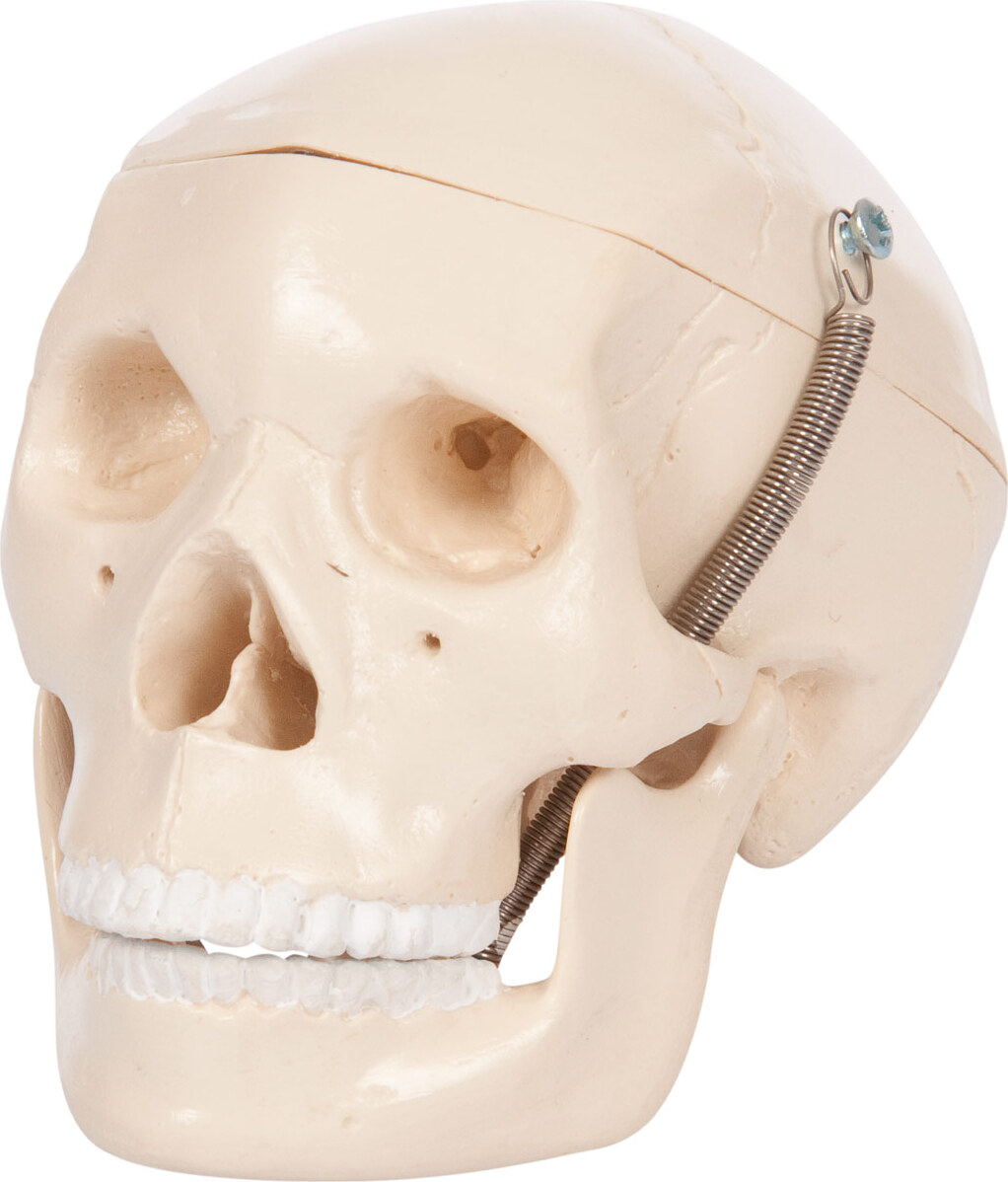 Sport-Tec Mini-Schädel 3-tlg. Anatomie Modell, Anatomische Lehrmittel, Med. Lehrmittel 25172