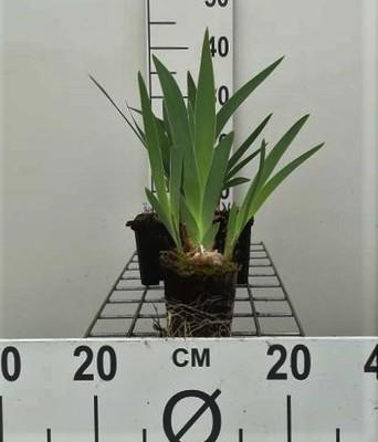 GRDplanten 6 x Iris (germ.) 'Babbeling Brook' - Schwertlilie - Topf 9 x 9 cm