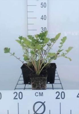 GRDplanten 6 x Geum chil. 'Mrs. Bradshaw' ('feuerball') - Nelkenwurz - Topf 9 x 9 cm