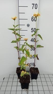 GRDplanten 6 x Heliopsis hel. 'Summer Sun' - Heliopsis - Topf 9 x 9 cm