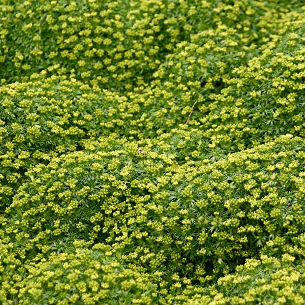 Arborix, grüner und billiger 6 x Andenpolster - Azorella trifurcata | Topf 9cm x 9cm AZTRIFUR-113
