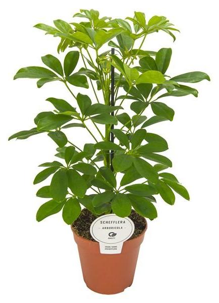 Blumen-Senf Schefflera arboricola Nora 45 cm Strahlenaralie Kleinblättrige Schefflera Kleine Strahlenaralie Zimmerpflanze