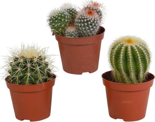 Oasis of Life Kaktus Bolcactus Mix 3 Pflanzen Ø8,5cm Zimmerpflanzen Verschiedene Kugelkakteen