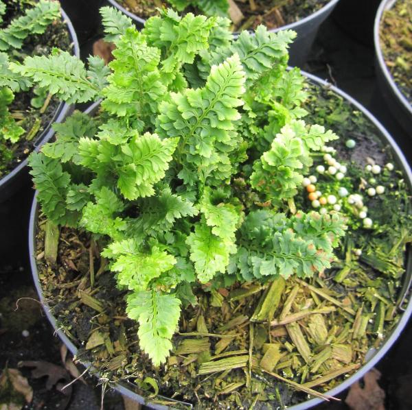 Baumschule Kleiner Schildfarn Congestum - Polystichum setiferum
