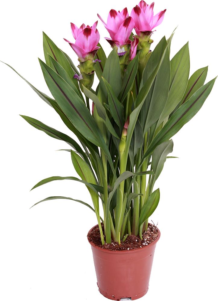 zimmerpflanze pfeilwurz Maranta Fascinator Pfeilwurz – vielgrün