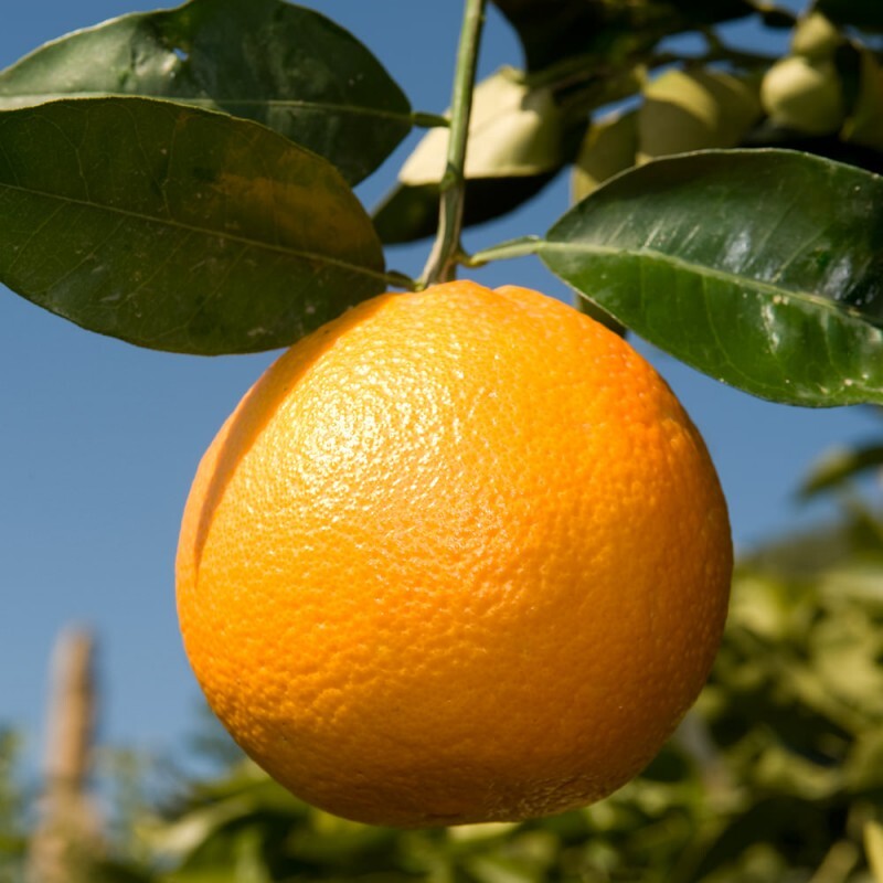 Blumen-Senf Orangenbaum Citrus sinensis 'Washington Navel' 120-140 cm – Süße Saftorangen, ideal für Garten, Terrasse & Wintergarten, pflegeleicht & ertragreich